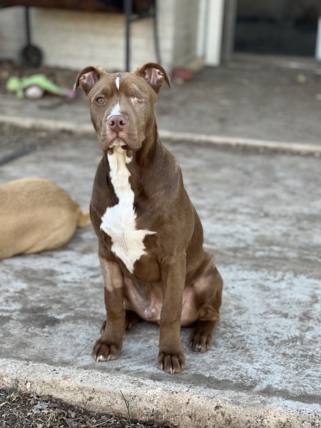 Entry image for Jasper. Clicking this image will show a larger photo