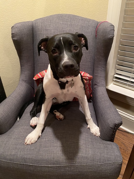 Entry image for Kitty. Clicking this image will show a larger photo