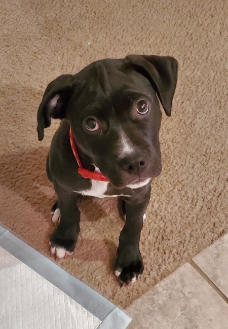 Entry image for Bruno. Clicking this image will show a larger photo