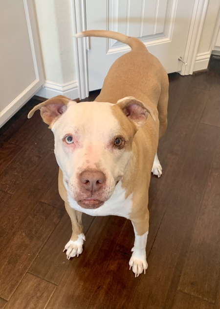 Entry image for Little Boy. Clicking this image will show a larger photo