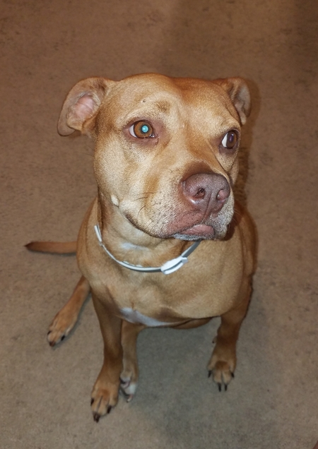 Entry image for Shelby. Clicking this image will show a larger photo