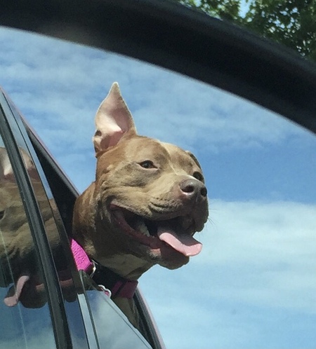 Entry image for Peanut. Clicking this image will show a larger photo