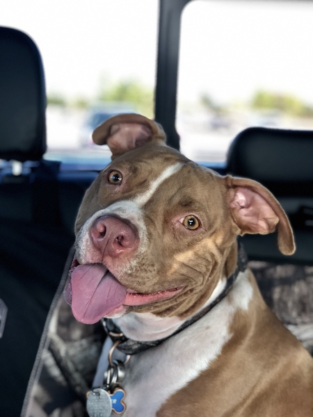 Entry image for Ranger. Clicking this image will show a larger photo