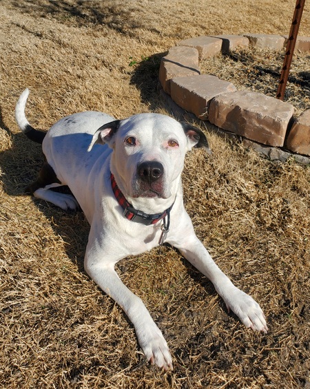 Entry image for Motley. Clicking this image will show a larger photo