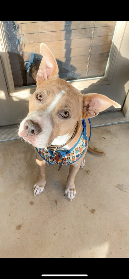 Entry image for Layla . Clicking this image will show a larger photo