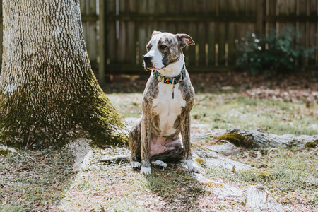 Entry image for Anakin. Clicking this image will show a larger photo