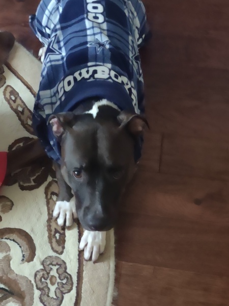 Entry image for Bella. Clicking this image will show a larger photo