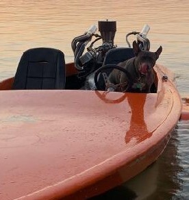 Entry image for Poppy . Clicking this image will show a larger photo