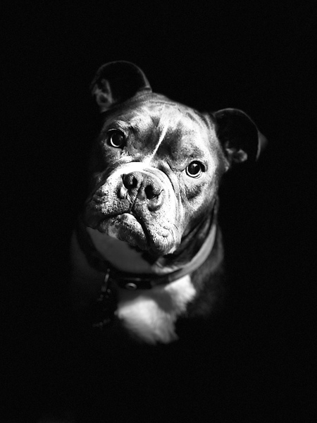 Entry image for Althea . Clicking this image will show a larger photo