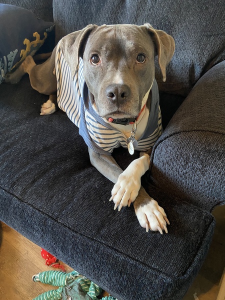 Entry image for Violet . Clicking this image will show a larger photo