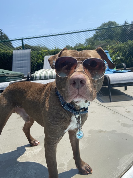 Entry image for Vincent Diesel . Clicking this image will show a larger photo