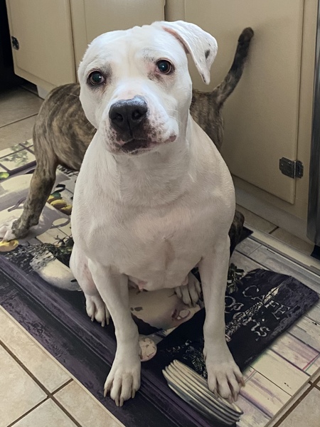 Entry image for Serena. Clicking this image will show a larger photo