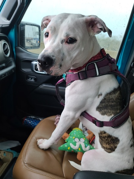 Entry image for Roxie. Clicking this image will show a larger photo