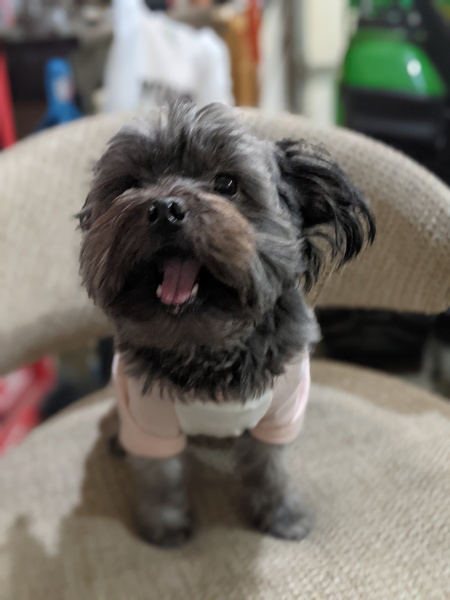 Entry image for Ava. Clicking this image will show a larger photo