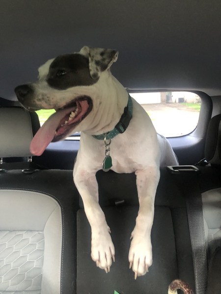 Entry image for King Louie. Clicking this image will show a larger photo