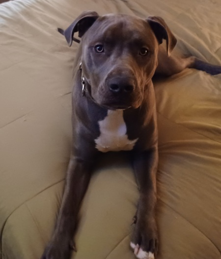 Entry image for Junior, formerly Bruce. Clicking this image will show a larger photo