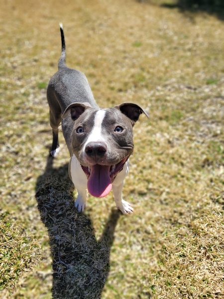 Entry image for Lola. Clicking this image will show a larger photo