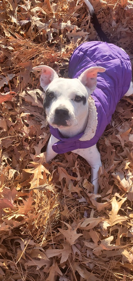 Entry image for BROOKE LYNN. Clicking this image will show a larger photo