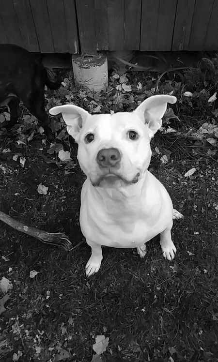 Entry image for Finnegan. Clicking this image will show a larger photo