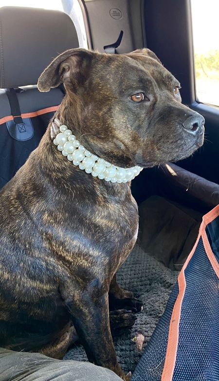 Entry image for Molly. Clicking this image will show a larger photo