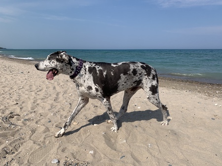 Anara - The greatest Great Dane 