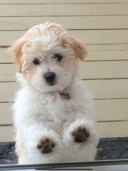 Xander, the Coton-Poo