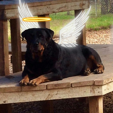 Rokk crosses the Rainbow Bridge