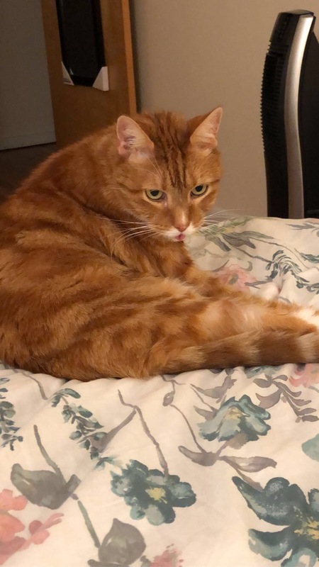 Gingy