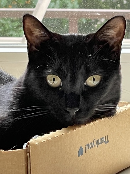Olive (fka Fortune)