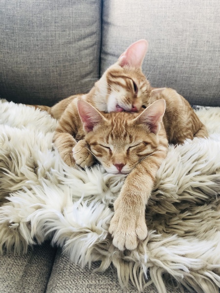 Simba & Nala 