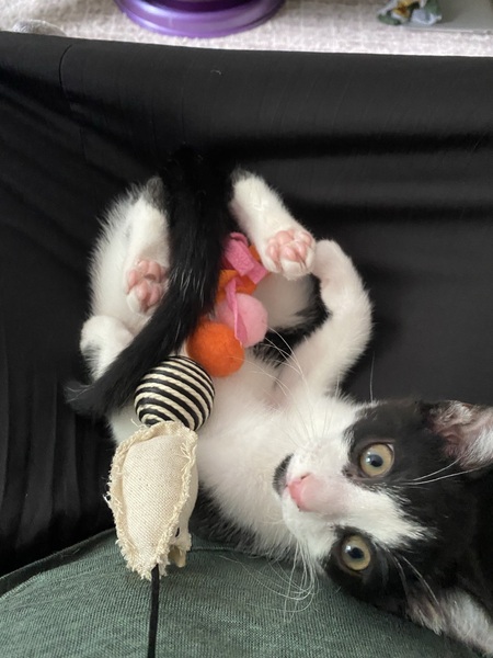 Loki