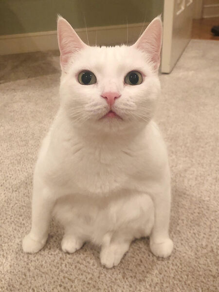 Susuwatari