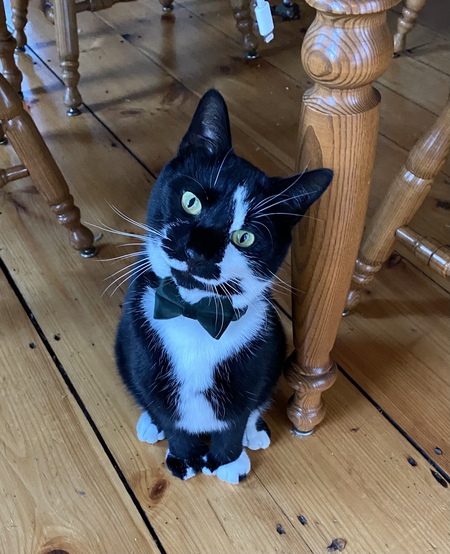 Thor (adopted as Grover)
