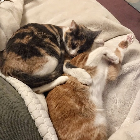 Skittle and KitKat
