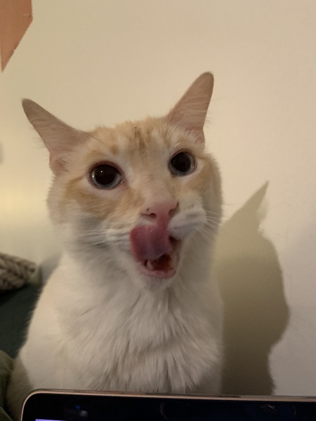 CATSANOVA