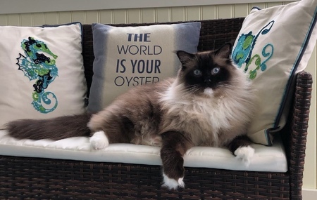 Cosmo 