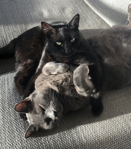 Simon & Ozzy