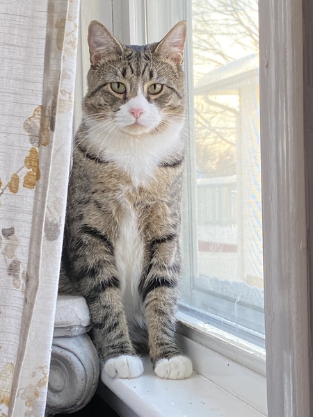 Mochi