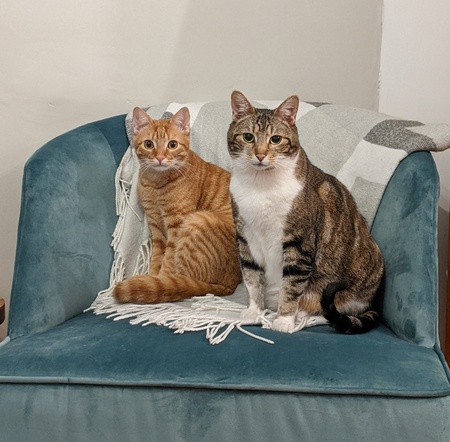 Nino (formerly Sir Crumpet) &  Beans (formerly Beanie Baby)