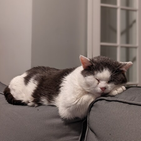 Morty