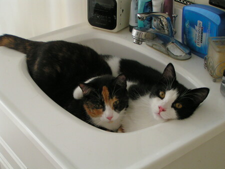 Jersey (Figaro) and Cal (Wendy)