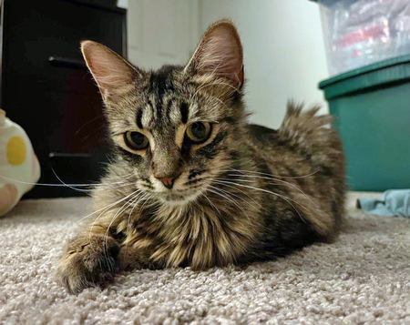 Cocoa