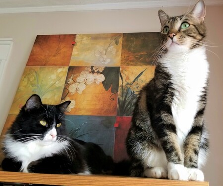 Rocco & Figaro