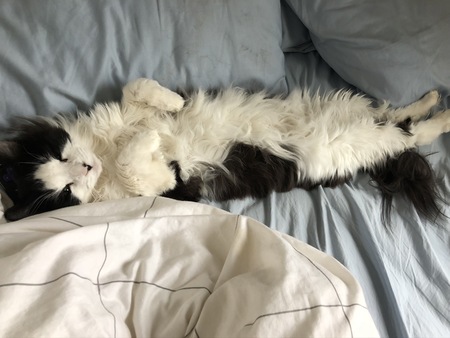 Sir Walter Heratio Fellsway IV