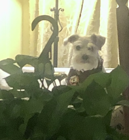 Sadie 