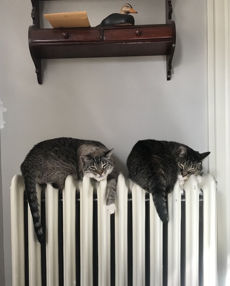 Chai and Chino