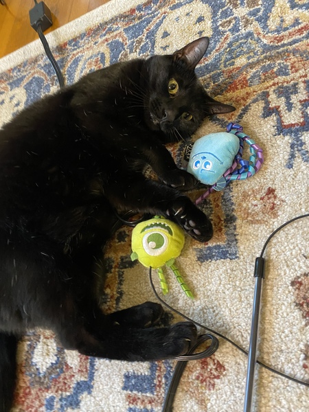 Bellatrix