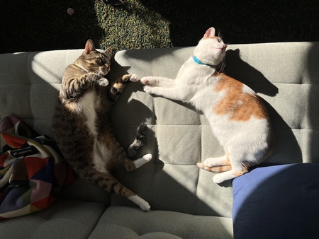 Steve & Ollie