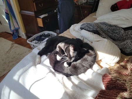 Benjamin and Shadey - two kitties