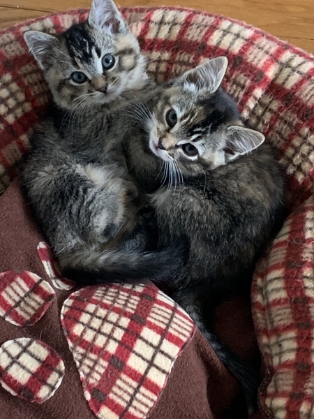 Jasmine and Violet